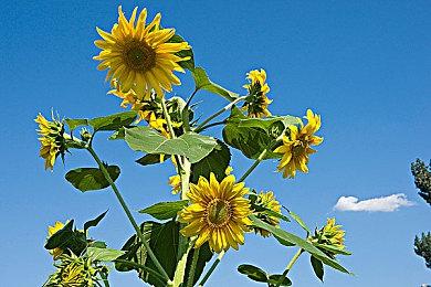 《星刃》肉鸽？性感女主独立动作《DISORDER》公布